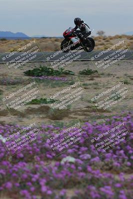 media/Jan-14-2023-SoCal Trackdays (Sat) [[497694156f]]/Turn 14 Exit Bloomig (145pm)/